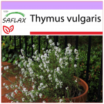 SAFLAX &ndash; Paprastasis čiobrelis &ndash; 200 sėklų &ndash; Thymus vulgaris