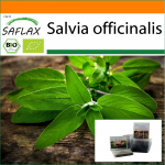 SAFLAX Sodas mai&scaron;e - Ekologi&scaron;kas - &Scaron;alavijas - 60 sėklų - Su substratu tinkamame stovimame mai&scaron;elyje - Salvia officinalis