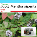 SAFLAX - Dovanų rinkinys - Pipirmėtė - 300 sėklų - Su dovanų dėžute, kortele, etikete ir vazono substratu - Mentha piperita