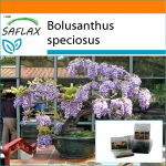 SAFLAX Bonsai &ndash; sodas mai&scaron;elyje &ndash; afrikinė visterija &ndash; 15 sėklų &ndash; su substratu tinkamame stovimame mai&scaron;elyje &ndash; Bolusanthus speciosus
