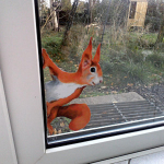 1/3/5 Vnt Peeping Squirrel sienų lipdukas, lipdukai sienoms ir langams 5PCS