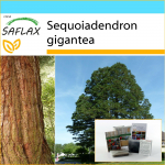 SAFLAX &ndash; Dovanų rinkinys &ndash; Kalifornijos milžinas raudonmedis &ndash; 50 sėklų &ndash; Su dovanų dėžute, kortele, etikete ir vazono substratu &ndash; Sequoiadendron gigantea