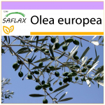 SAFLAX Paprastoji alyvuogė &ndash; 20 sėklų &ndash; Olea europea
