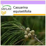 SAFLAX Asiūklio medis - 200 sėklų - Casuarina equisetifolia