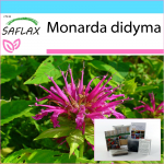 SAFLAX - Dovanų rinkinys - Bergamočių / Oswego arbata - 20 sėklų - Su dovanų dėžute, kortele, etikete ir vazono substratu - Monarda didyma