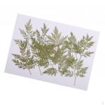 10 Pieces Green Pressed Dried Artemisia carvifolia Leaf Leaves Herbarium For Jewelry Pendant Ring