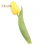 Imituota tulpė 37cm Dirbtinė tulpė I&scaron; dirbtinio &scaron;ilko Netikra tulpės žiedas Didmeninė prekyba vazai, vestuvėms, namų dekorui, pavasario vakarėliams, Motinos dienos dovana oranžinė