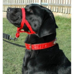 Licol &eacute;ducatif chien &ndash; Halti &ndash; Anti-traction &ndash; Rouge