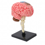 Smegenų modelis Neuroanatomija Struktūra Mokymo priemonė Žmogaus smegenų anatominis modelis su pagrindu &scaron;vietimui, eksponavimui