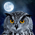 Owl Moon Deimantinis siuvinėjimas 5D &bdquo;pasidaryk pats&ldquo; deimantinis pie&scaron;imas kryželiu, visas apvalus deimantas 30x30