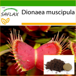 SAFLAX - Venus Fly Trap - 10 sėklų - Su vazoniniu substratu geresniam auginimui - Dionaea muscipula