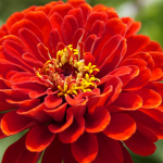 Zinnia raudonųjų jurginų sėklos 1g gėlių sodui