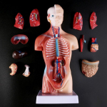 Žmogaus anatomija Anatominis torso kūno modelis Žmogaus kūno organai Skeletas Anatomijos plakatai Manekenai Kūno žaislas Medicinos reikmenys Human Body Model set