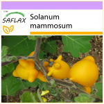 SAFLAX - Love Apple / Spenelių vaisiai - 10 sėklų - Solanum mammosum
