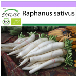 SAFLAX &ndash; Ekologi&scaron;ki &ndash; Ridikėliai &ndash; Mooli Minowase &ndash; 100 sėklų &ndash; Raphanus sativus
