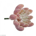 Plante artificielle - Rayher - Echeveria - Plastique - 4 x 2,5 cm - Aspect r&eacute;aliste