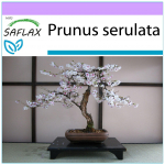 SAFLAX - Bonsai - Wild Black Cherry - 30 sėklų - Prunus serulata