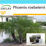 SAFLAX Dovanų rinkinys &ndash; Pigmy Date Palm &ndash; 25 sėklos &ndash; Su dovanų dėžute, kortele, etikete ir vazono substratu &ndash; Phoenix roebelenii