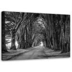 Spaudinys ant drobės Trees Black White Park