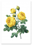 Plakat ż&oacute;łta r&oacute;ża vintage 21x29,7 cm A4