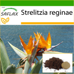SAFLAX - Rojaus pauk&scaron;tis - 5 sėklos - Su vazoniniu substratu geresniam auginimui - Strelitzia reginae