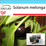 SAFLAX - Dovanų rinkinys - Baklažanai - 20 sėklų - Su dovanų dėžute, kortele, etikete ir vazono substratu - Solanum melonga