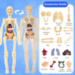 3D Žmogaus Skeleto Organų Anatomijos Mokslinis Modelio Rinkinys Vaikams Kūno &Scaron;vietimo Modeliai Nuimamas Simuliacinis Pasidaryk pats Organų Surinkimo Modelis A1