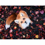 Pilnas 5D &bdquo;pasidaryk pats&ldquo; deimantinis paveikslas animacinis filmas &bdquo;Animal Fox&ldquo; mozaikos siuvinėjimas kryželiu namų dekoras Rankų darbo 25x30cm