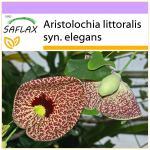 SAFLAX &ndash; Olandijos pypkė &ndash; 80 sėklų &ndash; Aristolochia littoralis