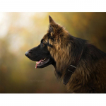 5D &bdquo;pasidaryk pats&ldquo; deimantinis siuvinėjimas kryželiu Vokiečių aviganis visi&scaron;kai apvalus deimantinis siuvinėjimas 20X30CM