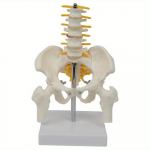 1 vnt. PVC žmogaus dubuo su penkiais juosmens slanksteliais ir &scaron;launikauliu modelis Ortopedija Stuburo stulpas Stuburas Modelis Skeletas Anatomija a kit