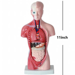 Unisex žmogaus liemens kūno anatomija Anatominis modelis Vidaus organai Skeleto sistema 28cm