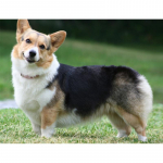 5D &bdquo;pasidaryk pats&ldquo; deimantinis siuvinėjimas kryželiu &bdquo;Corgi&ldquo; visi&scaron;kai apvalus deimantinis siuvinėjimas 20X30CM