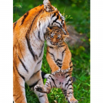 Tigro anime animacinių filmų deimantų tapyba Naujas paveikslas 20x15CM įvairiaspalvis