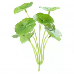 1 filialas netikras augalas Eleganti&scaron;kas daugkartinis, atsparus nusidėvėjimui, prakti&scaron;kas &bdquo;pasidaryk pats&ldquo; gėlių kompozicija, dirbtinis žalias darbalaukio dekoras žalia