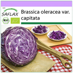 SAFLAX Ekologi&scaron;ki &ndash; raudonieji kopūstai &ndash; raudonieji būgneliai &ndash; 250 sėklų &ndash; brassica oleracea