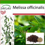 SAFLAX - Melisa - 150 sėklų - Su vazoniniu substratu geresniam auginimui - Melissa officinalis