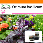 SAFLAX - Sodas mai&scaron;e - Raudonasis bazilikas - 200 sėklų - Su substratu tinkamame stovimame mai&scaron;elyje - Ocimum basilicum