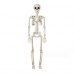 Helovyno skeletas viso kūno slankiojantys sąnariai Realisti&scaron;ki žmogaus skeleto papuo&scaron;imai vakarėliui namuose vaiduokli&scaron;ka gudrybė ir &scaron;ventinis žaislas A