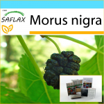 SAFLAX Dovanų rinkinys &ndash; Black Mulberry &ndash; 200 sėklų &ndash; Su dovanų dėžute, kortele, etikete ir vazono substratu &ndash; Morus nigra