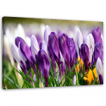 Spaudinys ant drobės Crocus Flowers Purple
