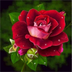 &bdquo;Huacan Rose&ldquo; ra&scaron;tai deimantiniai siuvinėjimai, gėlė, viso kvadrato mozaikinė deimantinė tapyba kryželiu 20*20 cm