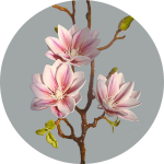 Dirbtinės gėlės Magnolijos Real Touch puok&scaron;tė gėlių kompozicijai Namų biuras Svetainė Virtuvė Namų sodybos dekoras HQ-166-pink_