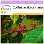 SAFLAX &ndash; Nyk&scaron;tukų kava &ndash; 8 sėklos &ndash; Coffea arabica nana