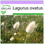 SAFLAX &ndash; Bunny Tail Grass &ndash; 100 sėklų &ndash; Lagurus ovatus