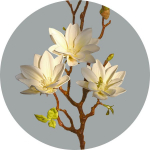 Dirbtinės gėlės Magnolijos Real Touch puok&scaron;tė gėlių kompozicijai Namų biuras Svetainė Virtuvė Namų sodybos dekoras HQ-166-White_