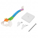 Naujas Spalvotas Natūralaus Dydžio Lankstus Anatominis Žmogaus Skeleto Stuburo Modelis su Dubeniu ir &Scaron;launikauliu 45cm