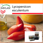 SAFLAX Sodas mai&scaron;e - Pomidoras - Cornue des Andes - 10 sėklų - Su substratu tinkamame stovinčiame mai&scaron;e - Lycopersicon esculentum