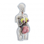 Skaidrus nė&scaron;tumo modelis 4D vizija žmogaus anatomija torso modelis medicininė kolekcinė figūrėlė su visi&scaron;kai nuimamais organais studentams profesionalams gryna