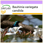 SAFLAX Baltasis orchidėjų medis &ndash; 5 sėklos &ndash; Bauhinia variegata candida